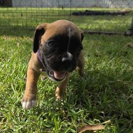 Miss Lilac - Fawn female Boxer puppy in Prairieville, Louisiana from Puppy Patch
