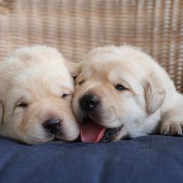 Labrador Retriever Puppies from Pride Rock Labradors