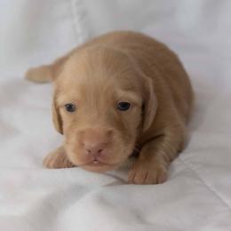 Puppy 1 - Cream male Dachshund puppy in Krum, Texas from Dots N Spots Dachshunds