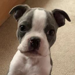 Boston Terriers from Boston Terrier Puppies