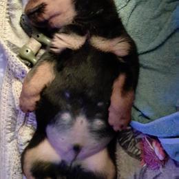 Rottweiler Puppies from Irish Eyes Kennels