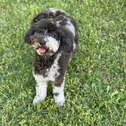 Ellie Mae - Goldendoodle