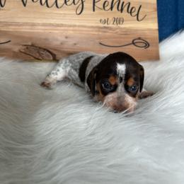 Dot - Chocolate and tan female Dachshund puppy in Spicer, Minnesota from Arrow Valley