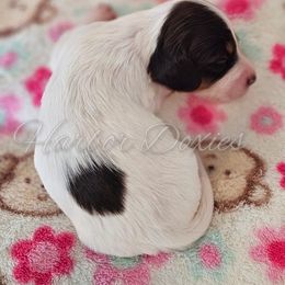Pixie - Piebald female Dachshund puppy in Panama City, Florida from Harbor Doxies