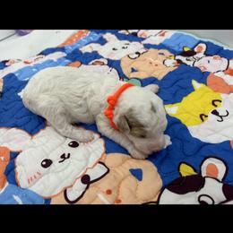 Poodle Puppies from Alisha Sneed's Bullmastiffs