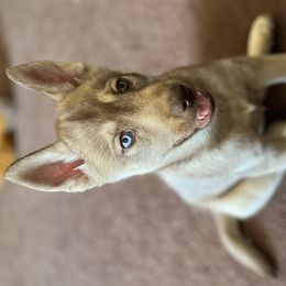 Leo 💛 - Red and white Siberian Husky puppy in Fairborn, Ohio from Haven of Free Spirits