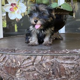 Alina - Black and tan female Yorkshire Terrier puppy in Naples, Florida from Puppies Forever 💙❤️🐶