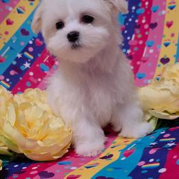 Female 2 - White and lemon female Maltese puppy in Fresno, California from Soua's Pups