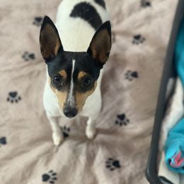 Princess - Toy Fox Terrier
