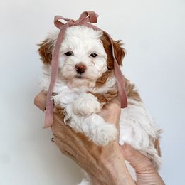 Purple Collar - Yellow and white Bernedoodle puppy in Peoria, Arizona from Baileys Ranch