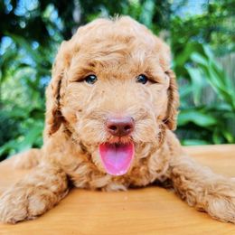 Goldendoodles from Leopard n Lace Doodles