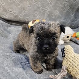Tan girl - Silver brindle female Cairn Terrier puppy in Lore City, Ohio from Loves Kennel