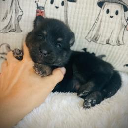 Bourbon - Tri-color male Pomsky puppy in Greenville, South Carolina from Thicketty Mountain Pomskies