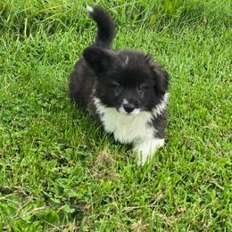 BENJI - Black and white male American Corgi puppy in Walker, Iowa from Double K Corgis