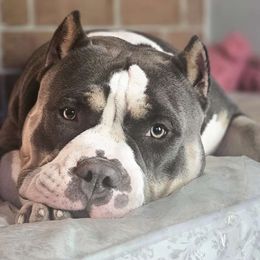 Jang Pending Pick Up - Blue tri-color American Bully puppy in Elberta, Alabama from Laser Elite Bully Creations
