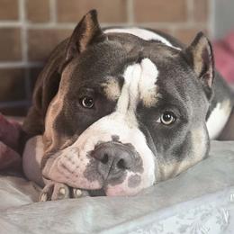 Jang Pending Pick Up - Blue tri-color American Bully puppy in Elberta, Alabama from Laser Elite Bully Creations