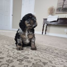 Luna - Brown roan and tan female Cocker Spaniel puppy in Corcoran, California from Sweet Heart Cockers