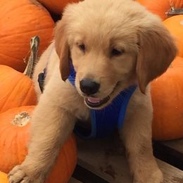 Goldendoodles and Golden Retrievers from Faye Faye’s Golden Doodles