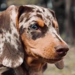 Dachshunds from Cindy Marmon