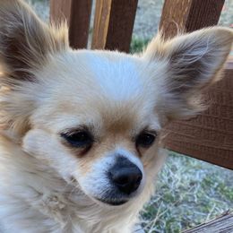 Sophie - Chihuahua