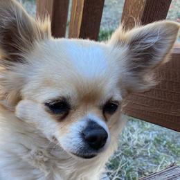Sophie - Chihuahua