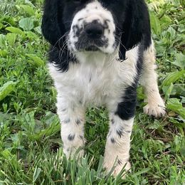 Cavalier King Charles Spaniel and English Springer Spaniel Puppies from Liberty Springers and Cavaliers