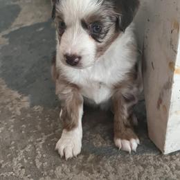 Miniature Australian Shepherd Puppies from Highland Hills Mini Aussies