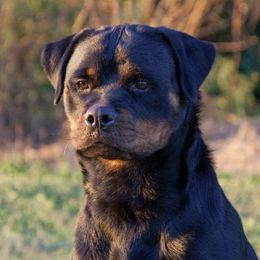 Rottweilers from Dark Waters Rottweilers