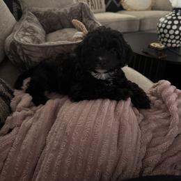Maltipoo All Grown Up from Tiffany Akins
