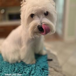 West Highland White Terrier Puppies from Bred with H.E.A.R.T.