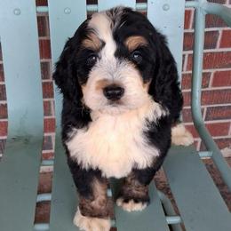 Jax - Tri-color male Bernedoodle puppy in Arabi, Georgia from Huckadoodle Farm