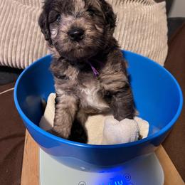 Robin, purple - Brown merle female Aussiedoodle puppy in Grand Haven, Michigan from Happy Hippy Doodles