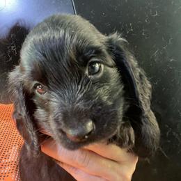 Baggi - Black male Dachshund puppy in Bigfork, Minnesota from Dachshunds Up North