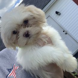 Shih Tzu and Shorkie Puppies from Kennel in the valley