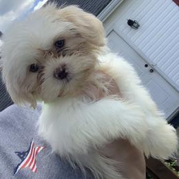 Shih Tzu and Shorkie Puppies from Kennel in the valley
