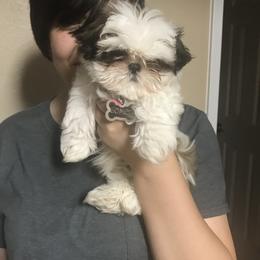 Shih Tzu Puppies from Willow Lane Shih Tzus