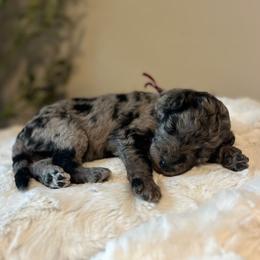 Strudel - White and blue merle male Bordoodle puppy in Valley Center, California from Circle R Valley Bordoodls