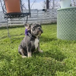 Purple collar girl - Tricolors female French Bulldog puppy in Union City, Tennessee from West Tennesse Frenchies