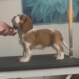 Blenheim Boy - Blenheim male Cavalier King Charles Spaniel puppy in Meredith, New Hampshire from Meant To Be Cavalier King Charles Spaniels