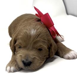 Miss Pink, aka Snowdrop - Apricot female Goldendoodle puppy in Culpeper, Virginia from Beechwood Goldendoodles (VA)
