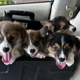 American Corgis and Pembroke Welsh Corgis from Central Texas Corgis