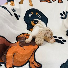 Busy - Dapple male Dachshund puppy in Magnolia, Texas from Carrie’s Countryside Dachshunds