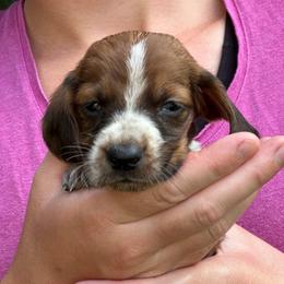 Male 7 - Mahogany and white male Basset Hound puppy in Lindley, New York from Hill Top Basset Hounds & Cane Corso