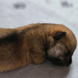 Boy 3 - Sesame male Shikoku Ken puppy in Harrisburg, Pennsylvania from Yume Shikoku Ken