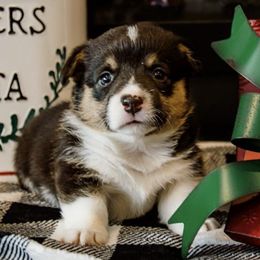 American Corgis from Indian Trail Corgis