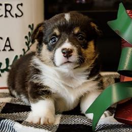 American Corgis from Indian Trail Corgis