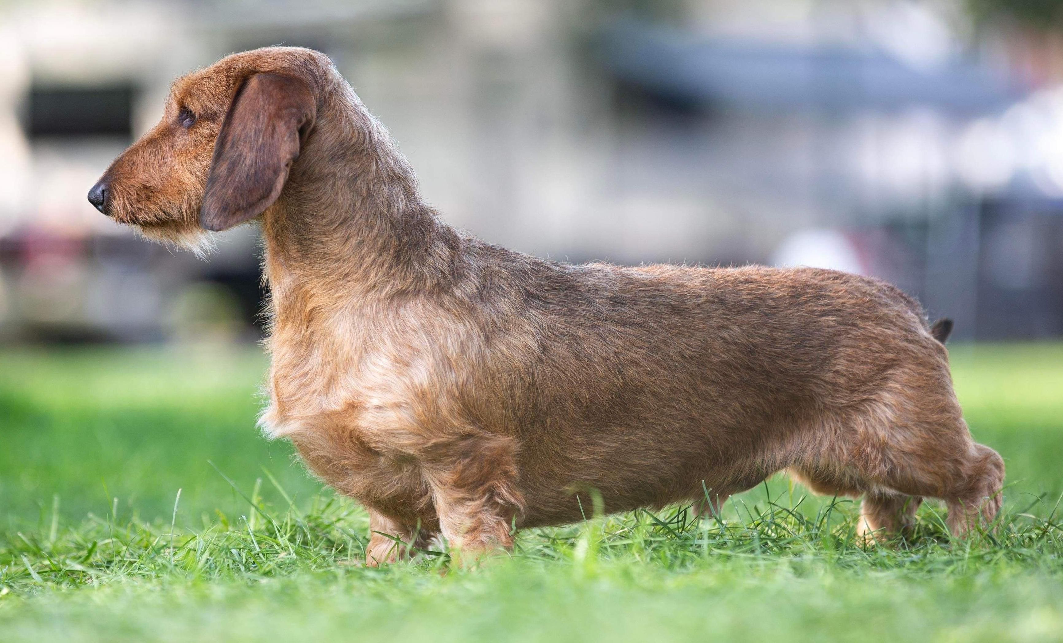 Wirehaired dachshund standing in the grass