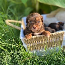 June - Brown female Shihpoo puppy in San Jose, California from Doodle Amore