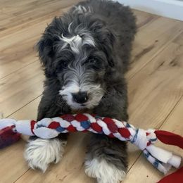 Aussiedoodles, Bernedoodles, and Goldendoodles from Arizona Goldendoodles