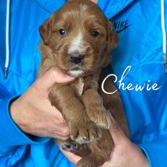 CHEWIE - Red  male Goldendoodle puppy in Minneapolis, Minnesota from The Golden Roo